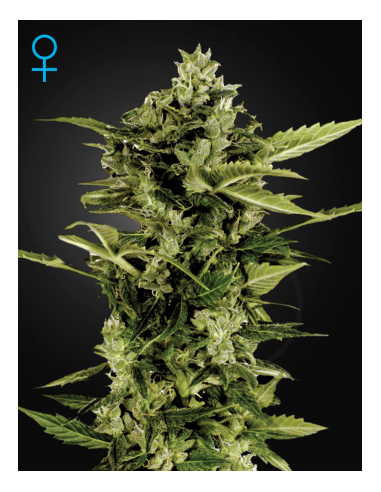 GREEN HOUSE SEEDS - Auto Bomb - 1