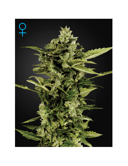 GREEN HOUSE SEEDS - Auto Bomb - 1