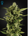 GREEN HOUSE SEEDS - Auto Bomb - 1