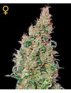 GREEN HOUSE SEEDS - Green O Matic - 1