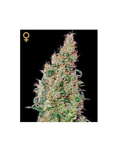 GREEN HOUSE SEEDS - Green O Matic - 1
