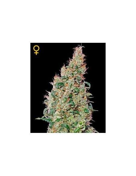 GREEN HOUSE SEEDS - Green O Matic - 1