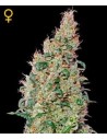 GREEN HOUSE SEEDS - Green O Matic - 1
