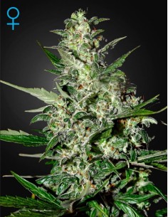 GREEN HOUSE SEEDS - Super Critical Auto - 1