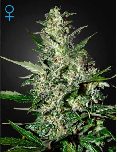 GREEN HOUSE SEEDS - Super Critical Auto - 1