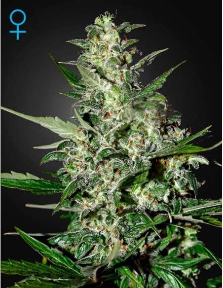 GREEN HOUSE SEEDS - Super Critical Auto - 1
