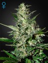 GREEN HOUSE SEEDS - Super Critical Auto - 1