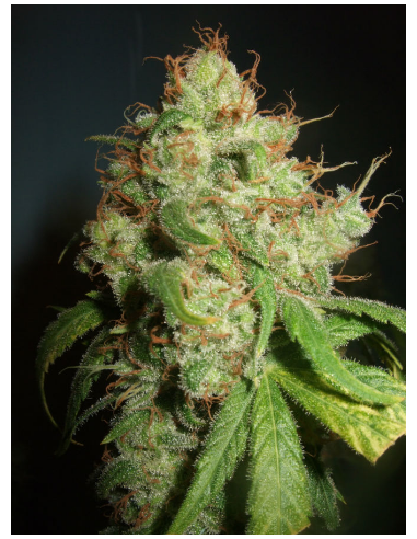 DUTCH PASSION - Freddy’s Best - 8