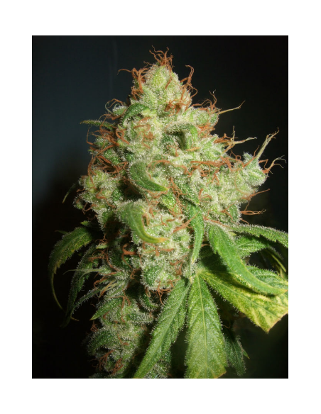 DUTCH PASSION - Freddy’s Best - 8