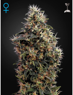 GREEN HOUSE SEEDS - Sweet Mango Auto - 1