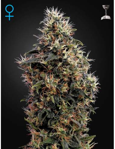 GREEN HOUSE SEEDS - Sweet Mango Auto - 1