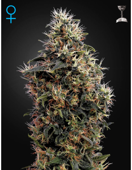 GREEN HOUSE SEEDS - Sweet Mango Auto - 1