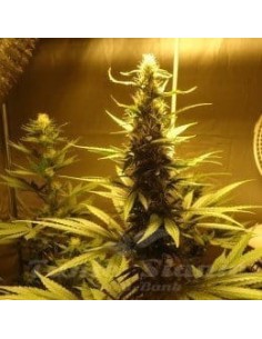 NIRVANA - AK 48 - 1