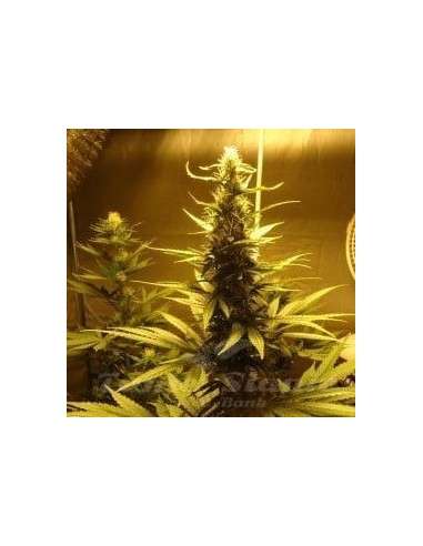 NIRVANA - AK 48 - 1