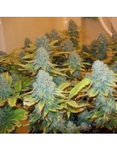 NIRVANA - Aurora Indica - 1