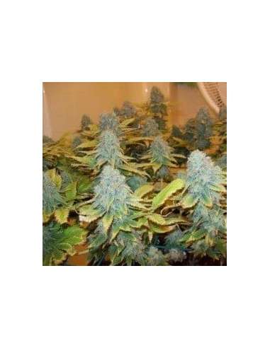 NIRVANA - Aurora Indica - 1