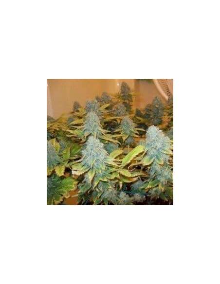 NIRVANA - Aurora Indica - 1