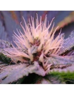 NIRVANA - Blue Mystic - 1