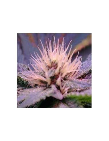 NIRVANA - Blue Mystic - 1