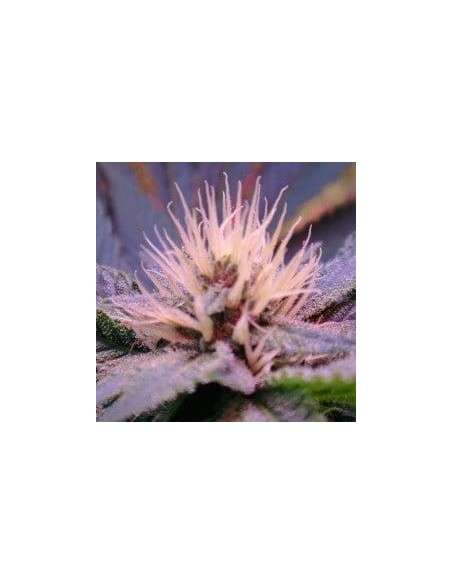 NIRVANA - Blue Mystic - 1