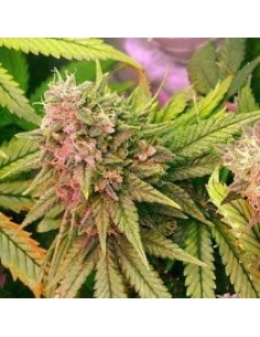 NIRVANA - Bubblelicious - 1