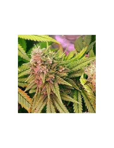 NIRVANA - Bubblelicious - 1