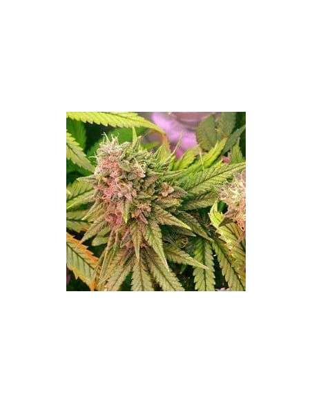 NIRVANA - Bubblelicious - 1