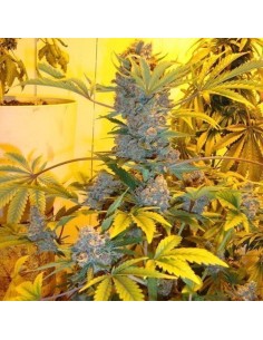 NIRVANA - Bubblelicious - 1 2