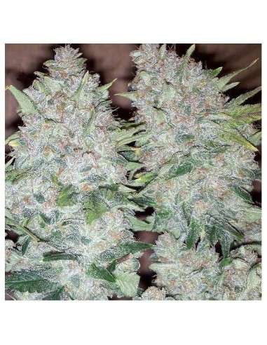 NIRVANA - Bubblelicious - 3