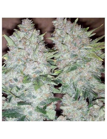 NIRVANA - Bubblelicious - 3