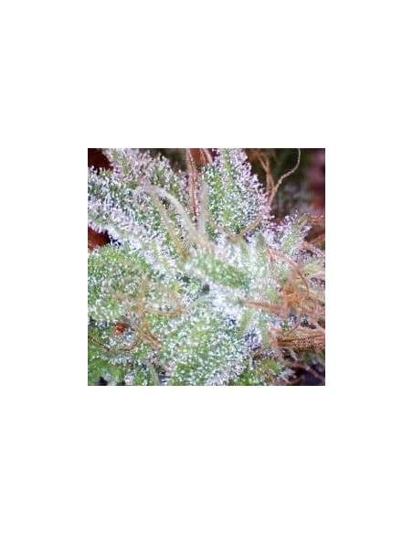 NIRVANA - ICE - 2