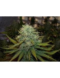 NIRVANA - Indoor Mix - 1