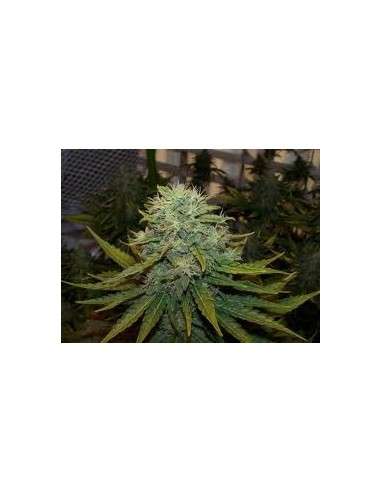 NIRVANA - Indoor Mix - 1