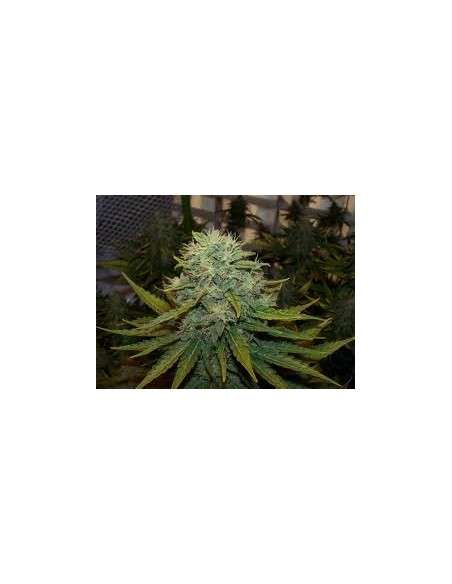 NIRVANA - Indoor Mix - 1