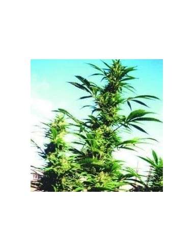 NIRVANA - Kaya Gold - 1