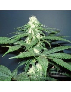 NIRVANA - Master Kush - 1