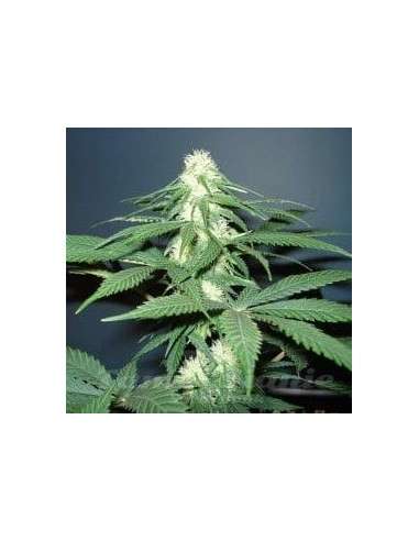NIRVANA - Master Kush - 1