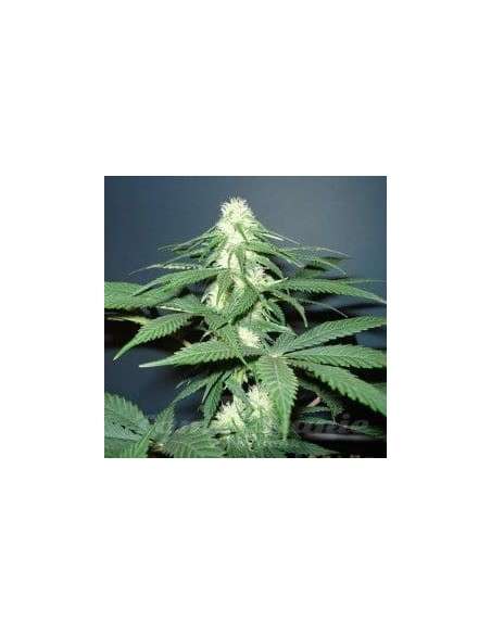 NIRVANA - Master Kush - 1