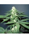 NIRVANA - Master Kush - 1
