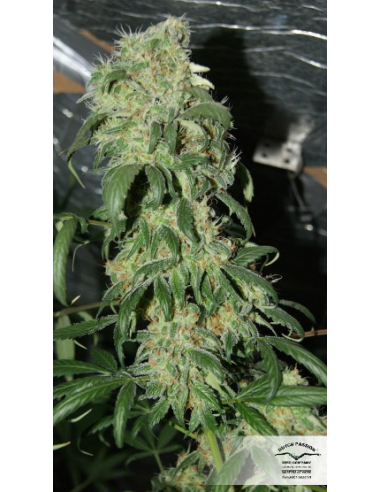 DUTCH PASSION - Freddy’s Best - 10