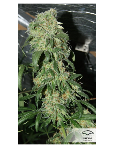 DUTCH PASSION - Freddy’s Best - 10