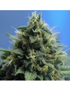 NIRVANA - New York Power Diesel - 1