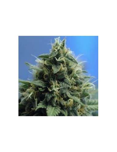 NIRVANA - New York Power Diesel - 1