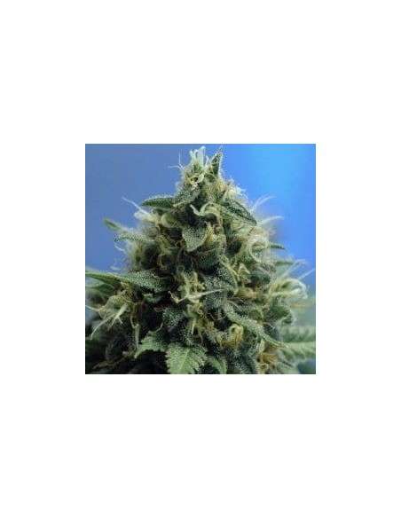 NIRVANA - New York Power Diesel - 1