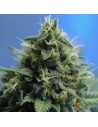 NIRVANA - New York Power Diesel - 1