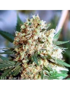 NIRVANA - Northern Light Auto - 1