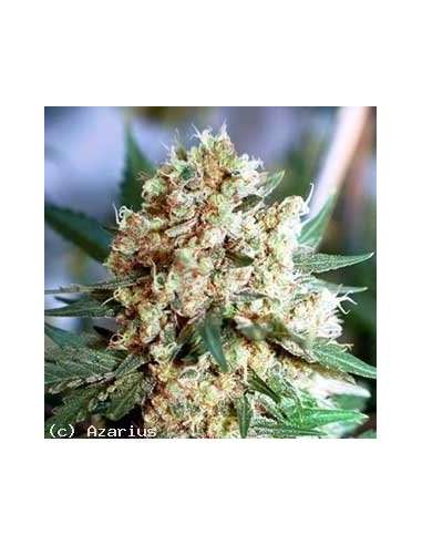 NIRVANA - Northern Light Auto - 1