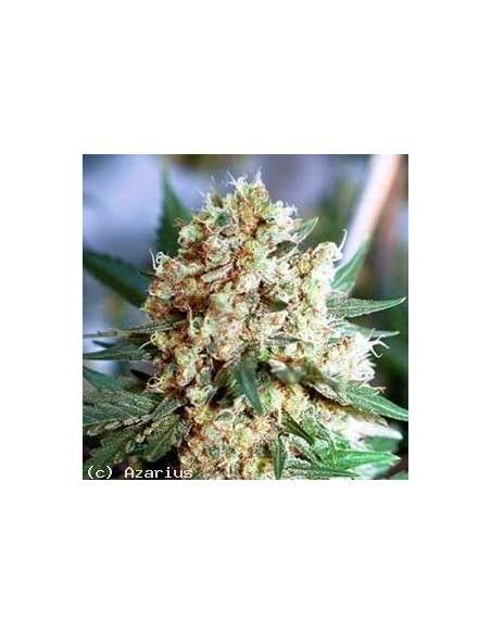 NIRVANA - Northern Light Auto - 1