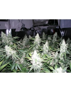 NIRVANA - Northern Light Auto - 1 2