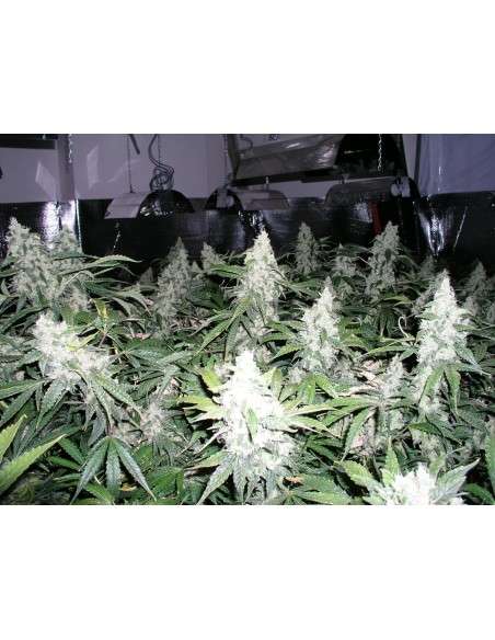 NIRVANA - Northern Light Auto - 2